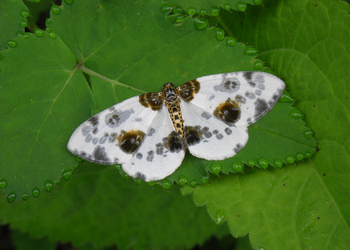 Ulmen-Harlekin (Abraxas sylvata) - © Leo Kuzmits